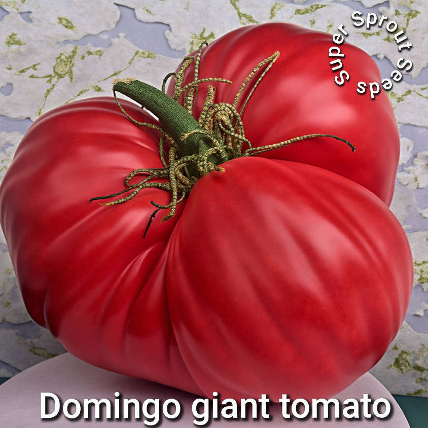 DOMINGO GIANT TOMATO x 10 seeds