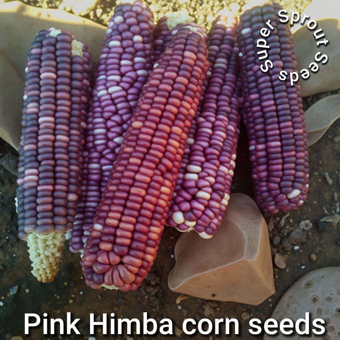 Heirloom Pink Himba Corn x 25 organic seeds