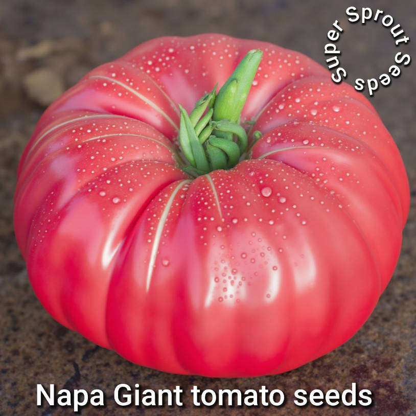 NAPA GIANT TOMATO x 10 seeds