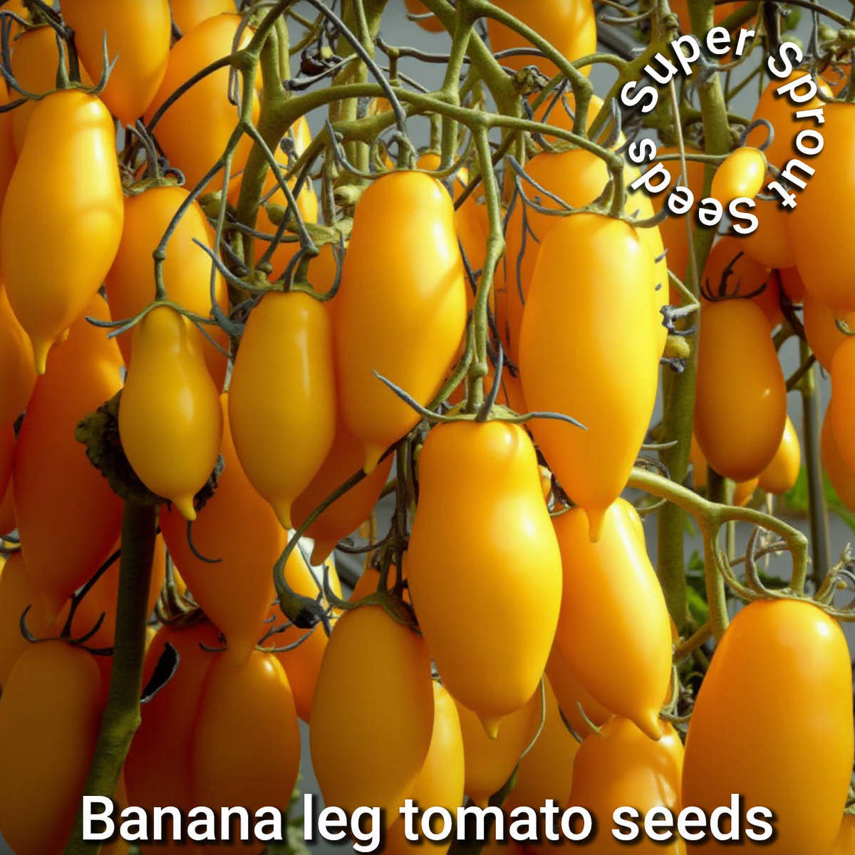 TOMATO BANANA LEGS x 15+ organic seeds
