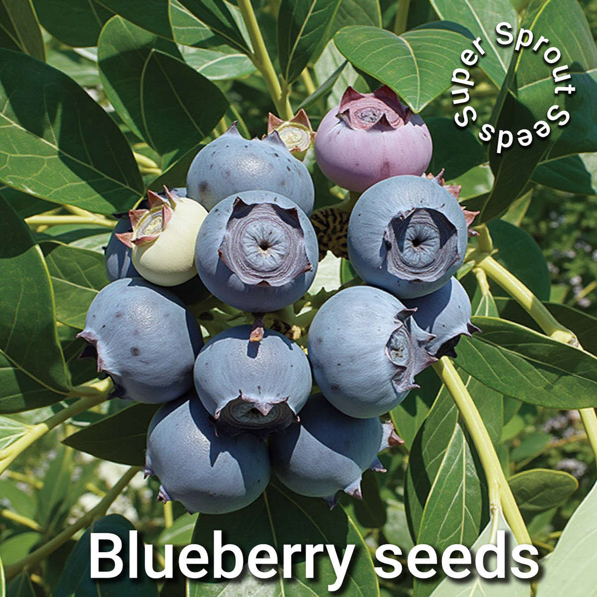 Blueberry seeds x 50+ seeds