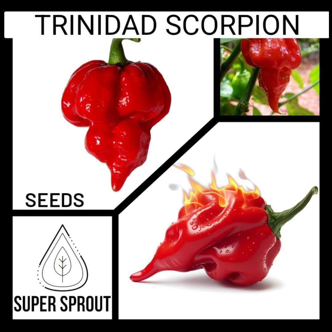 TRINIDAD SCORPIO CHILLI x 10 seeds