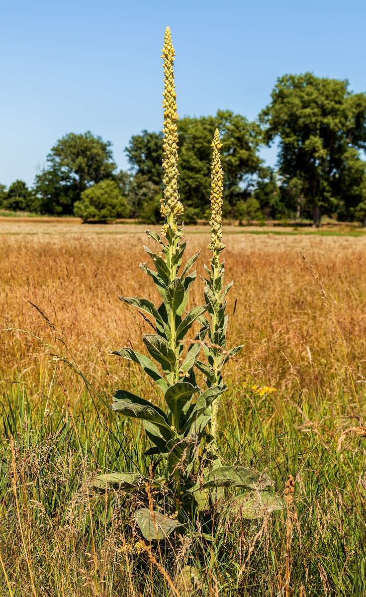 MULLEIN x 100 seeds