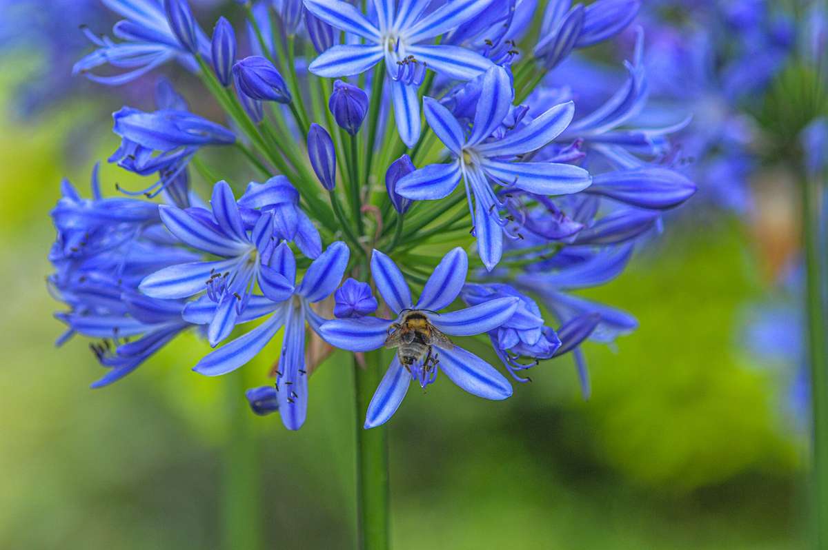 AGAPANTHUS AFRICANUS,  AFRICAN LILLY  x 25+ seeds