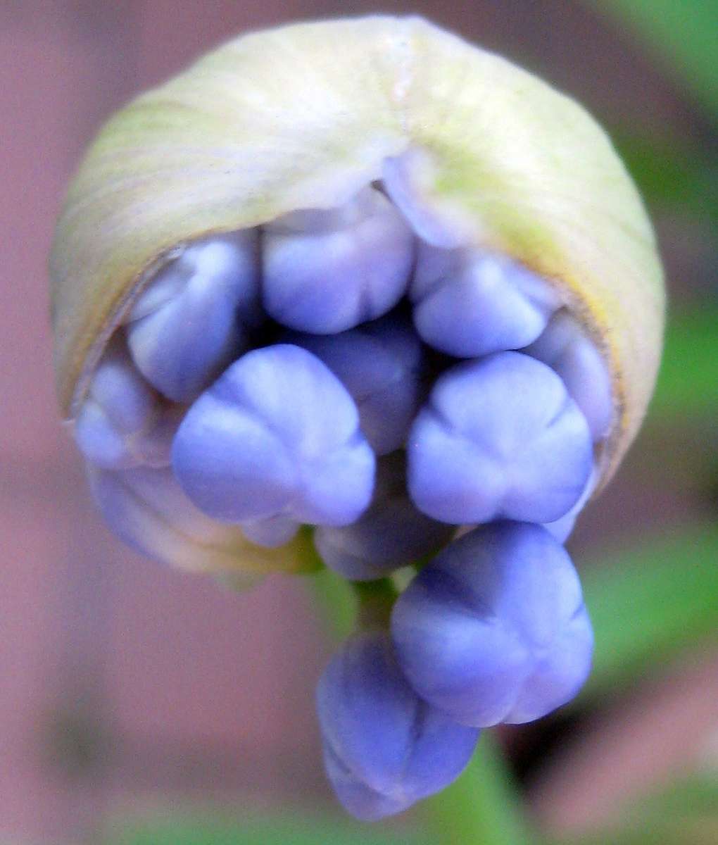 AGAPANTHUS AFRICANUS,  AFRICAN LILLY  x 25+ seeds