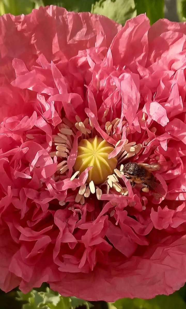 POPPY PAEONY MIX x 100+ seeds