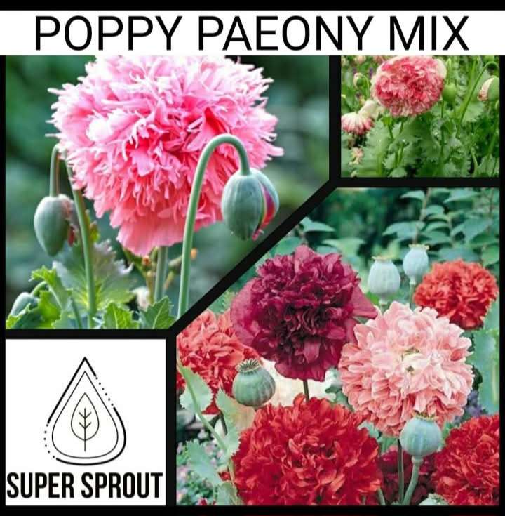 POPPY PAEONY MIX x 100+ seeds
