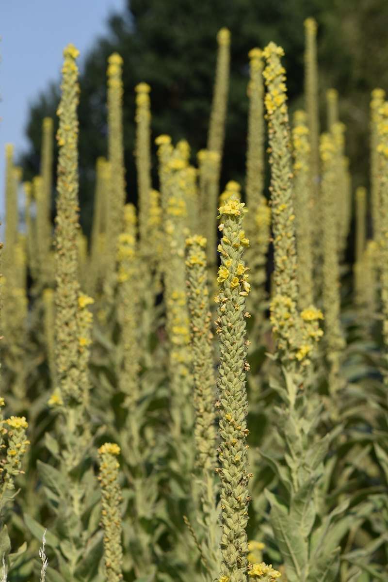 MULLEIN x 100 seeds
