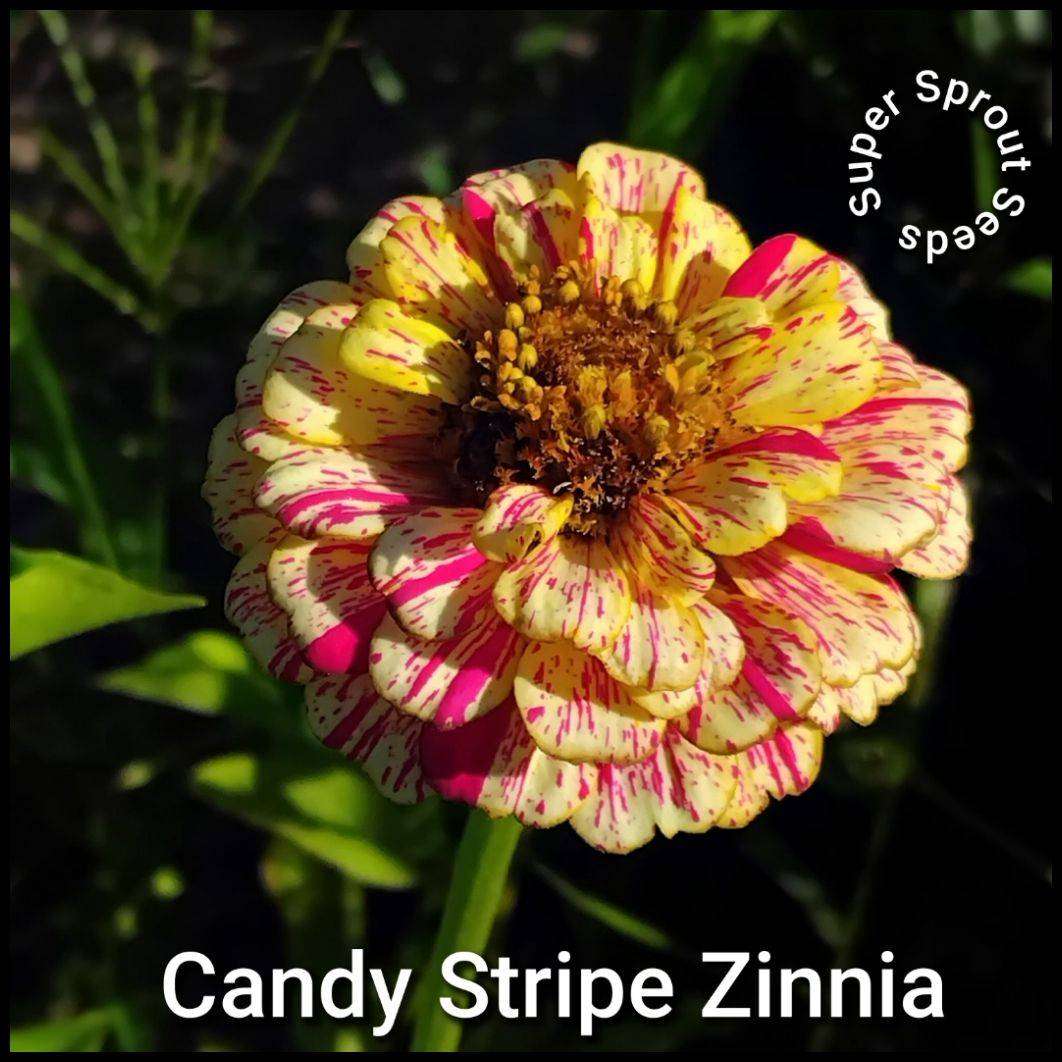 Candy stripe Zinnia x 25 seeds