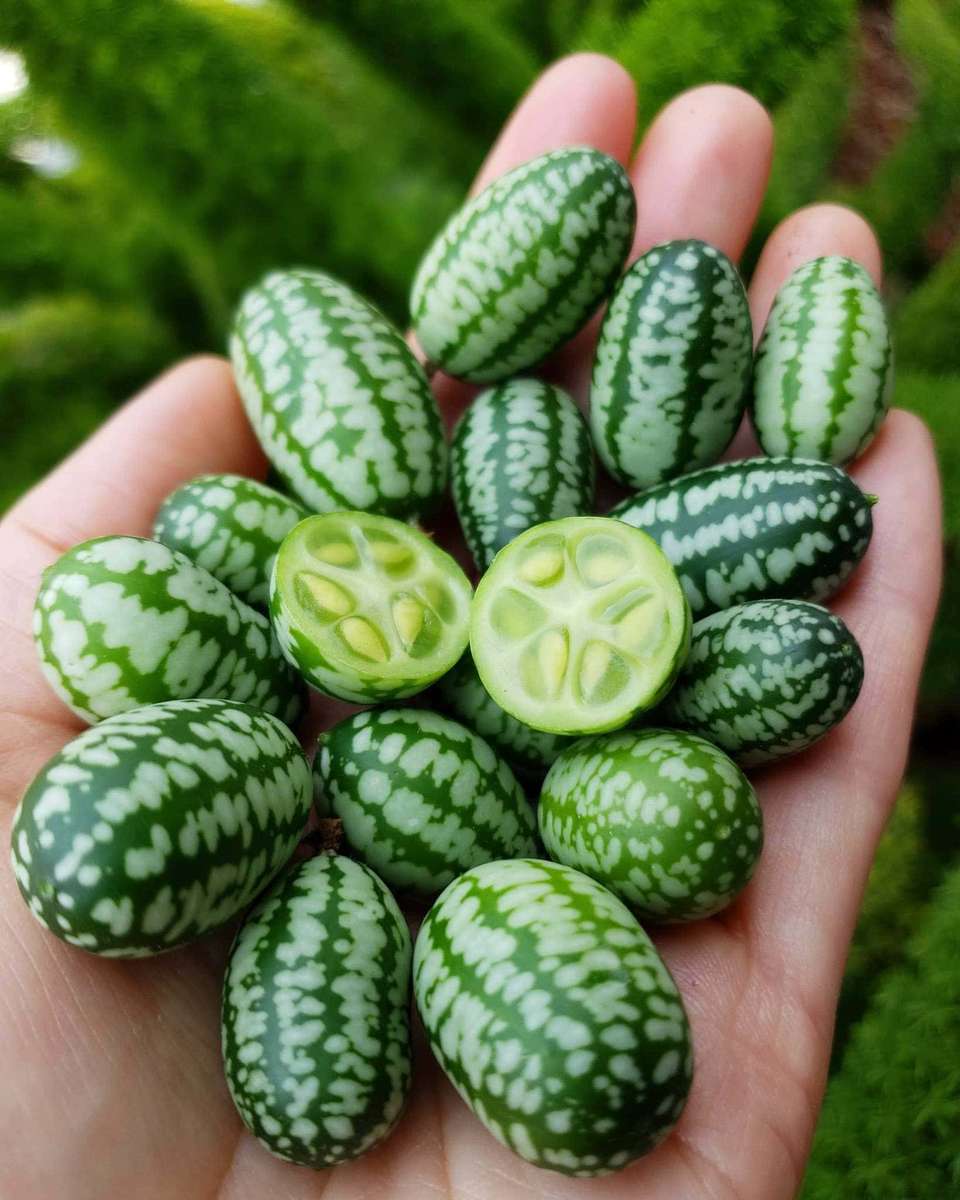 Cucamelon / Mouse melon x 6 seeds