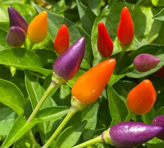 BOLIVIAN RAINBOW CHILLI PEPPER x 6 seeds