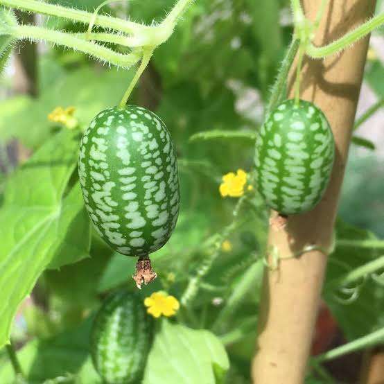 Cucamelon / Mouse melon x 6 seeds