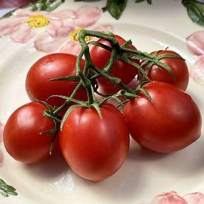 Medium Italian plum tomato x 10 seeds
