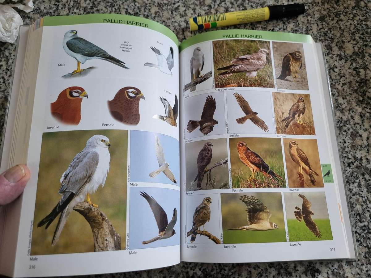 RAPTOR GUIDE TO SOUTHERN AFRICA ULRICH OBERPRIELER Expanded Second Edition  ( Birds of Prey )