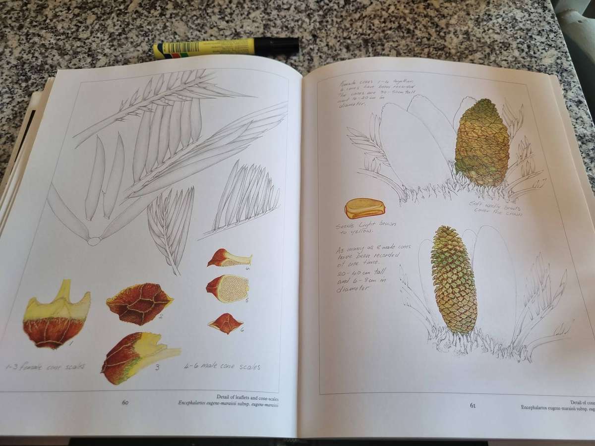 Cycads Douglas Goode Cycads of Africa Second Impression 1993