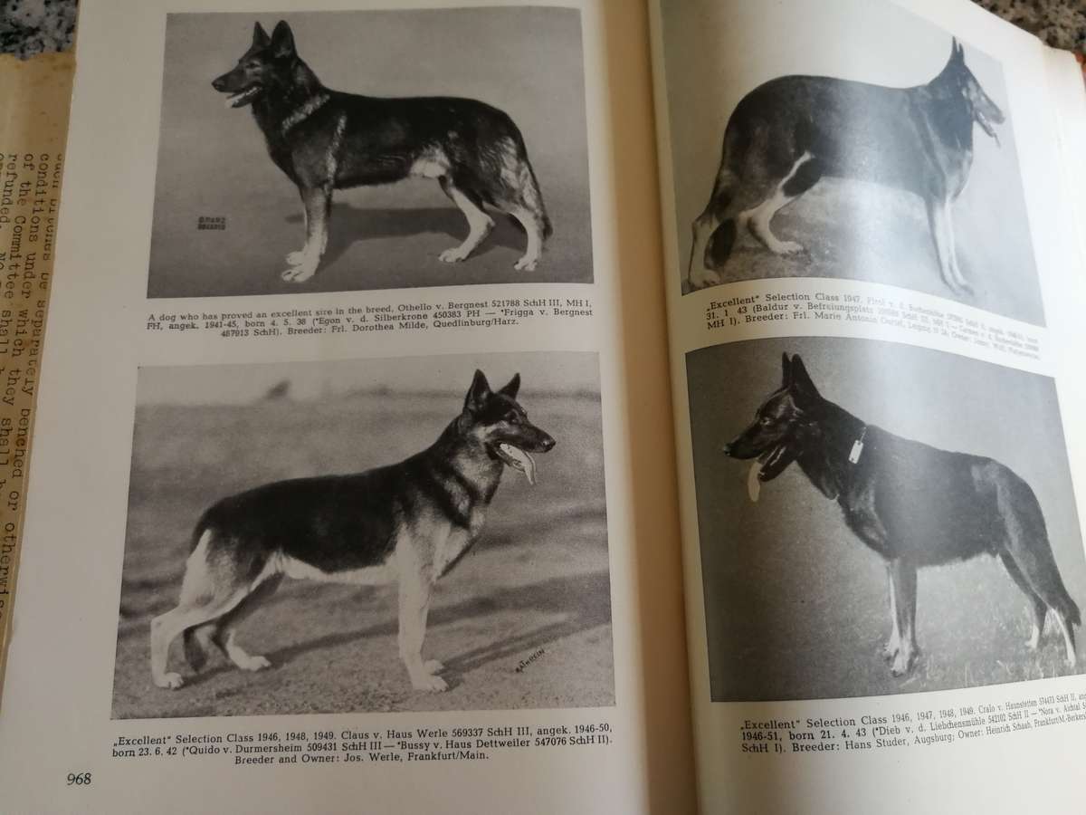 THE GERMAN SHEPERD DOG by Capt. v STEPHANITZ 8th Revised and Enlarged Edition