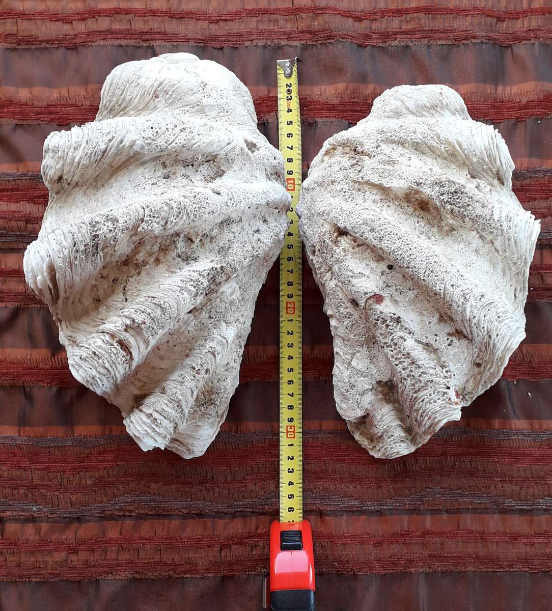 Giant Clam Shell