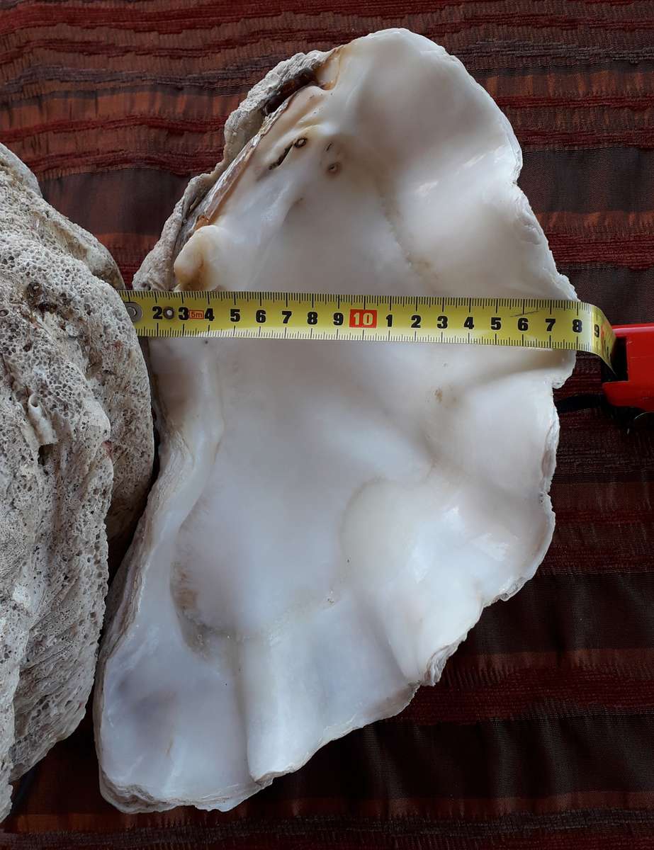 Giant Clam Shell