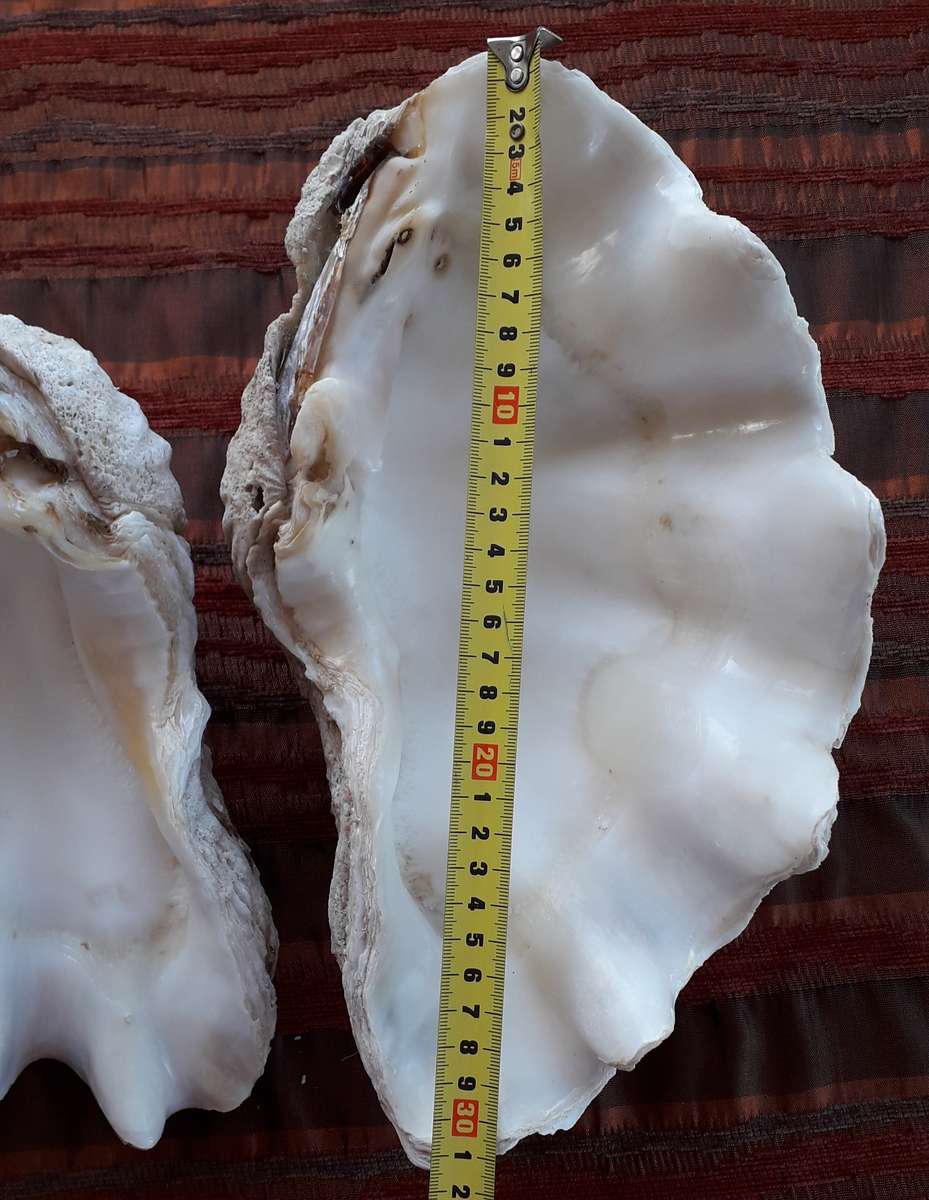 Giant Clam Shell