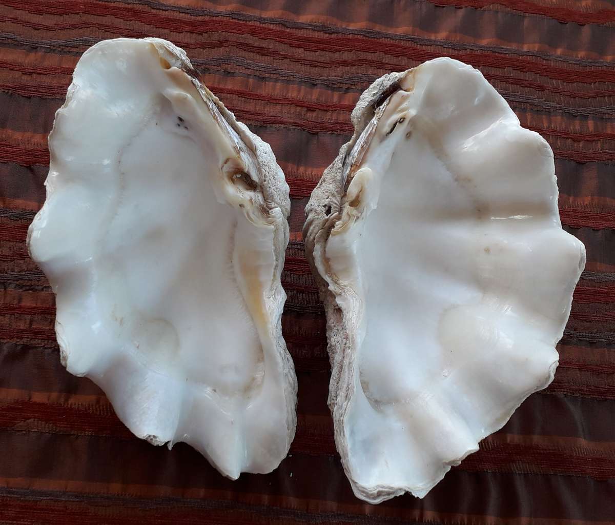 Giant Clam Shell