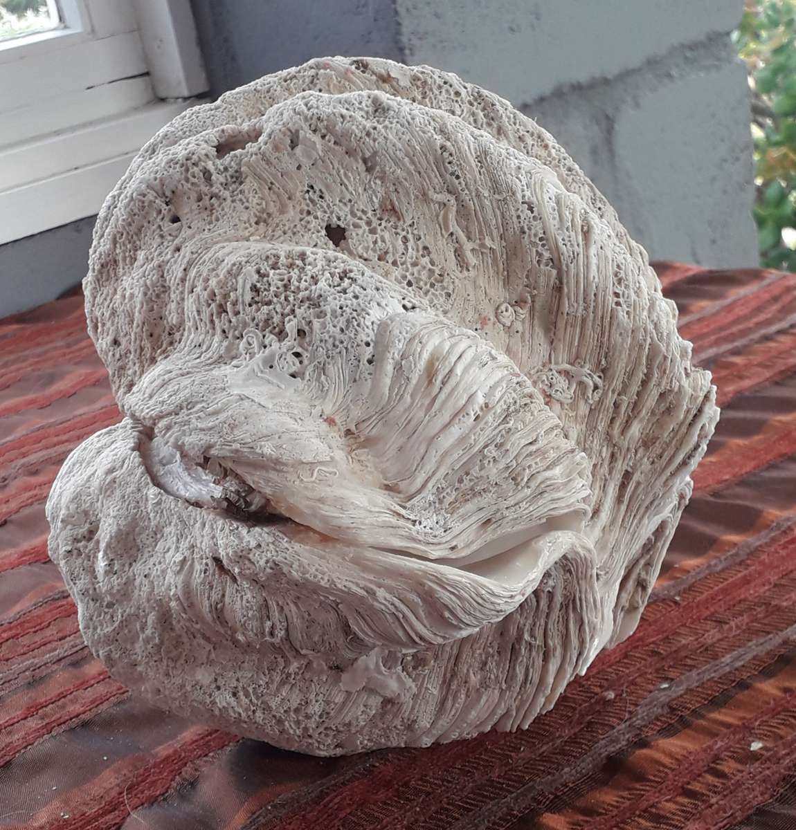 Giant Clam Shell