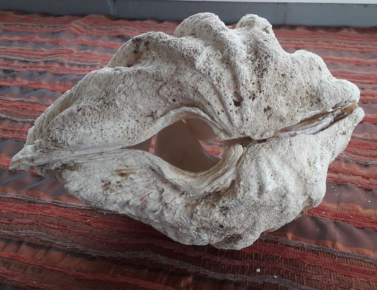 Giant Clam Shell