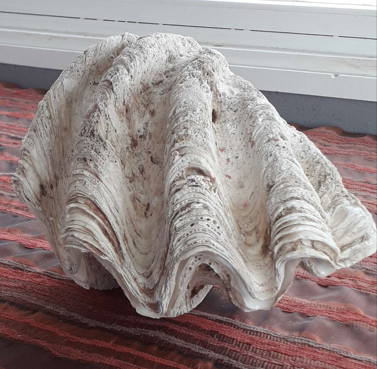Giant Clam Shell