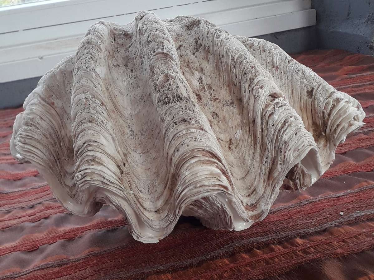 Giant Clam Shell