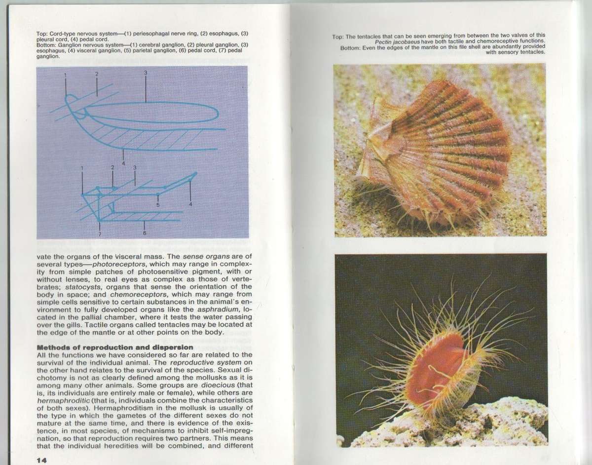 THE MACDONALD ENCYCLOPEDIA OF SHELLS