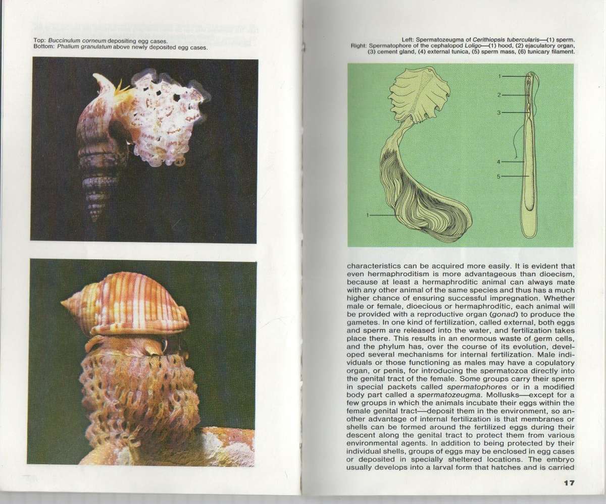 THE MACDONALD ENCYCLOPEDIA OF SHELLS