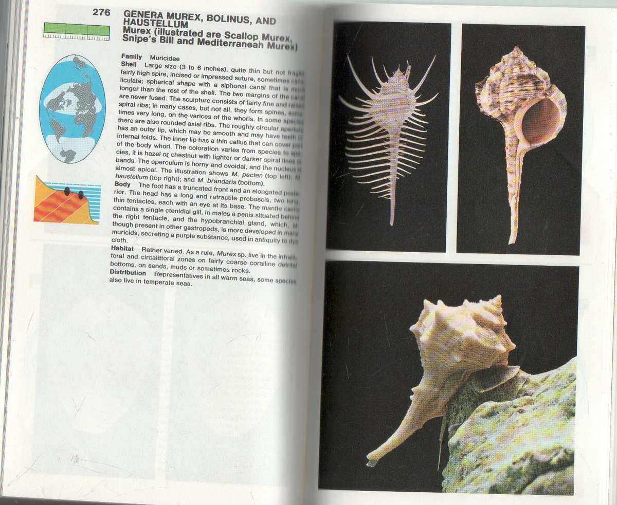 THE MACDONALD ENCYCLOPEDIA OF SHELLS