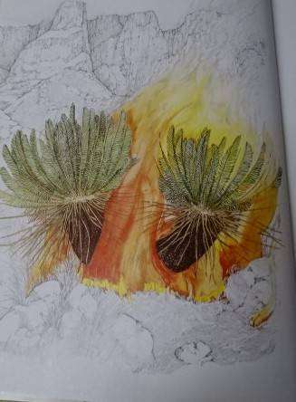CYCADS CYCADS OF AFRICA - DOUGLAS GOODE (2 ND IMPRESSION 1993)