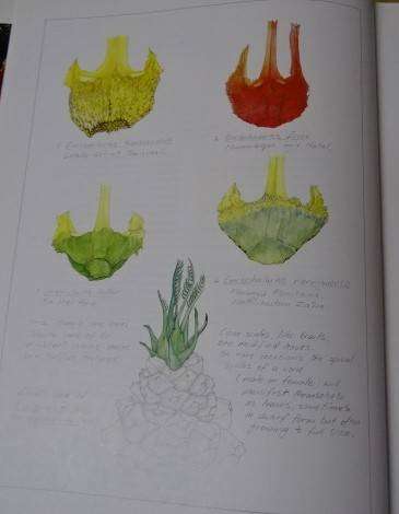 CYCADS CYCADS OF AFRICA - DOUGLAS GOODE (2 ND IMPRESSION 1993)