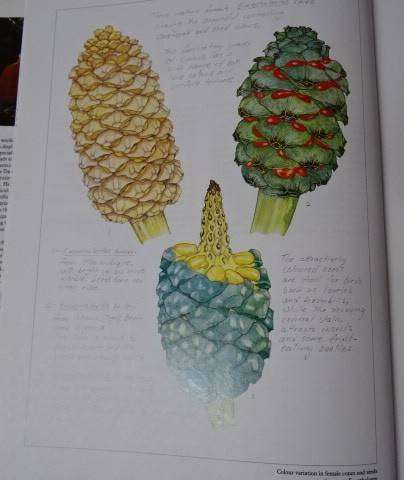 CYCADS CYCADS OF AFRICA - DOUGLAS GOODE (2 ND IMPRESSION 1993)