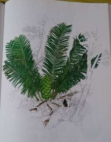 CYCADS CYCADS OF AFRICA - DOUGLAS GOODE (2 ND IMPRESSION 1993)