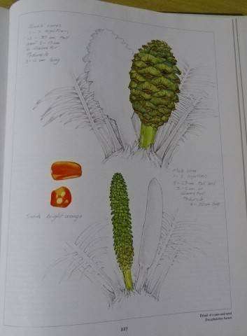 CYCADS CYCADS OF AFRICA - DOUGLAS GOODE (2 ND IMPRESSION 1993)