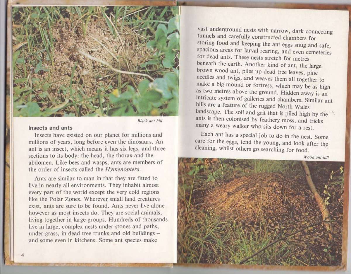 THE STORY OF THE ANT - LADYBIRD (1980)