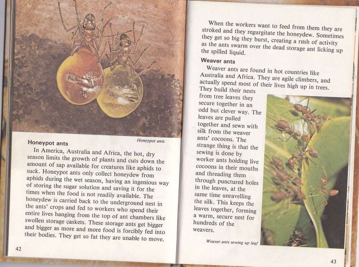 THE STORY OF THE ANT - LADYBIRD (1980)