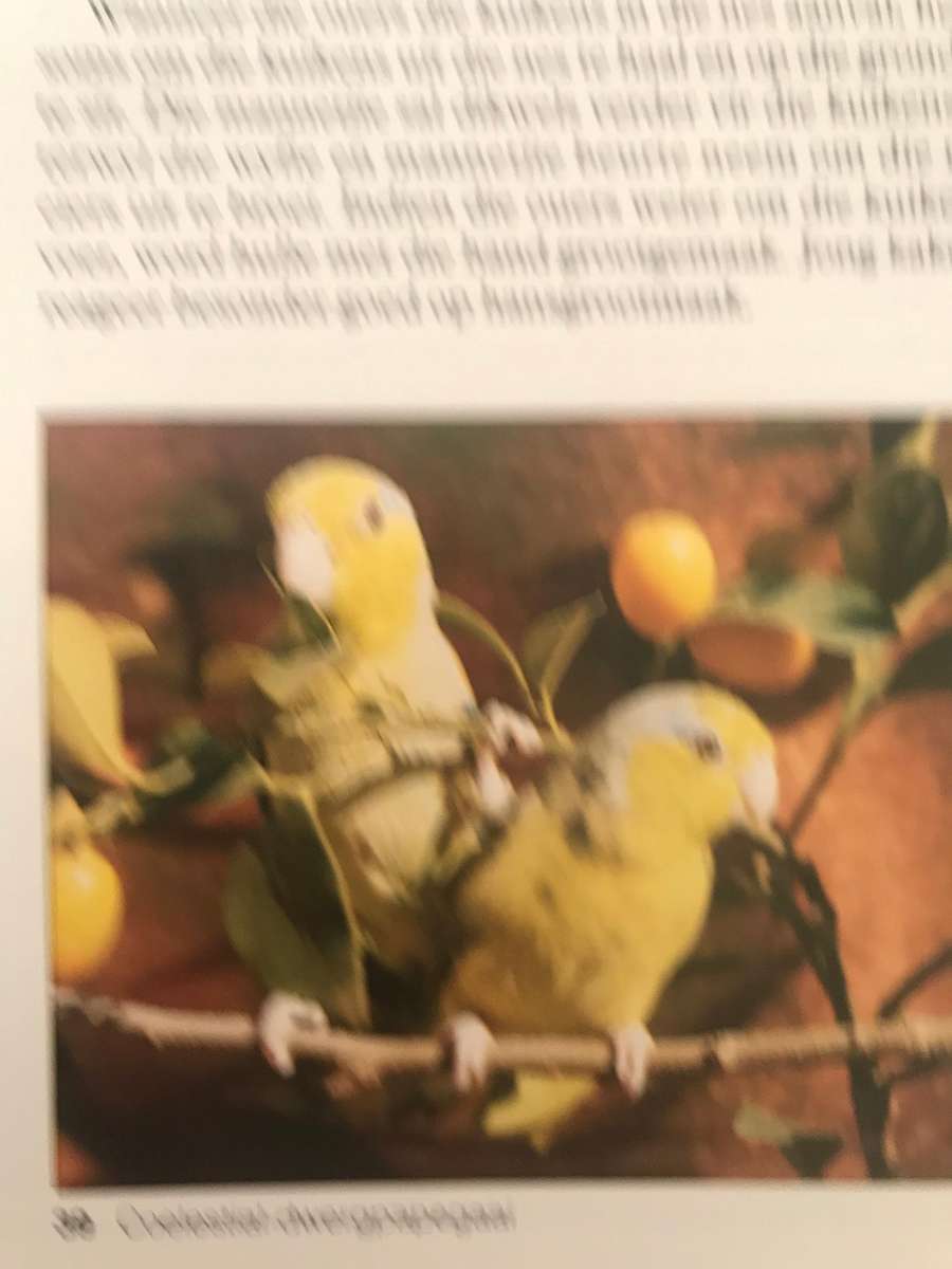 BOER SUKSESVOL MET VOELS - VIERENTIA BEUKES