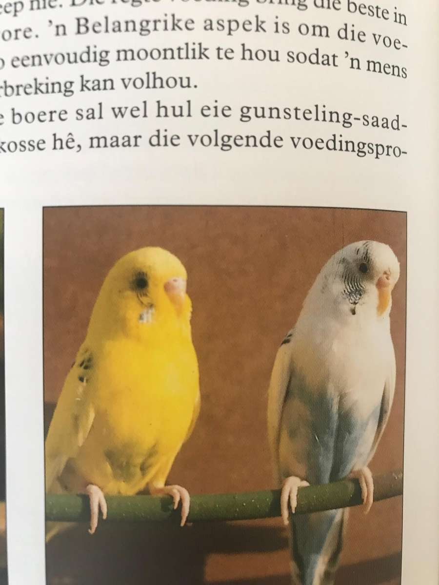 BOER SUKSESVOL MET VOELS - VIERENTIA BEUKES