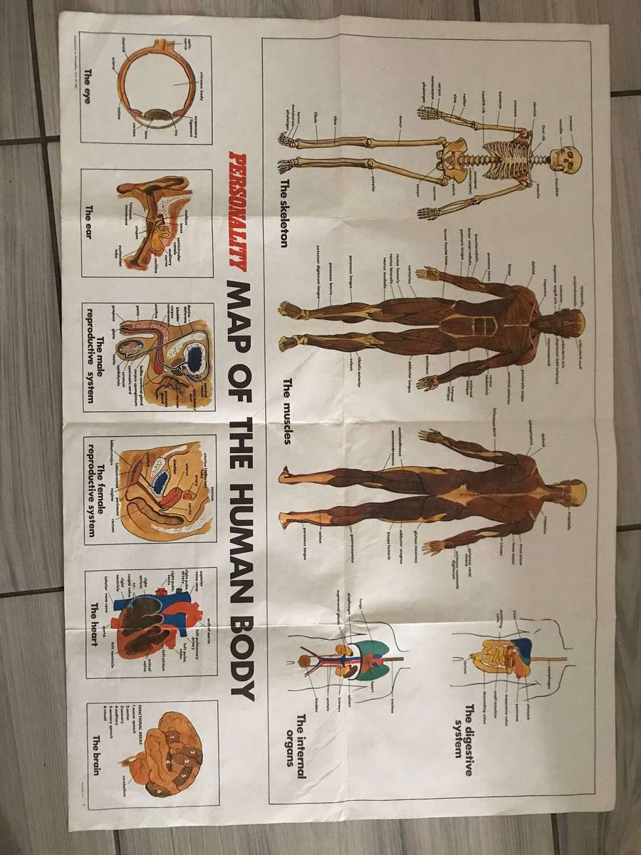 Human body system 60cm h x 91cm w poster medicine