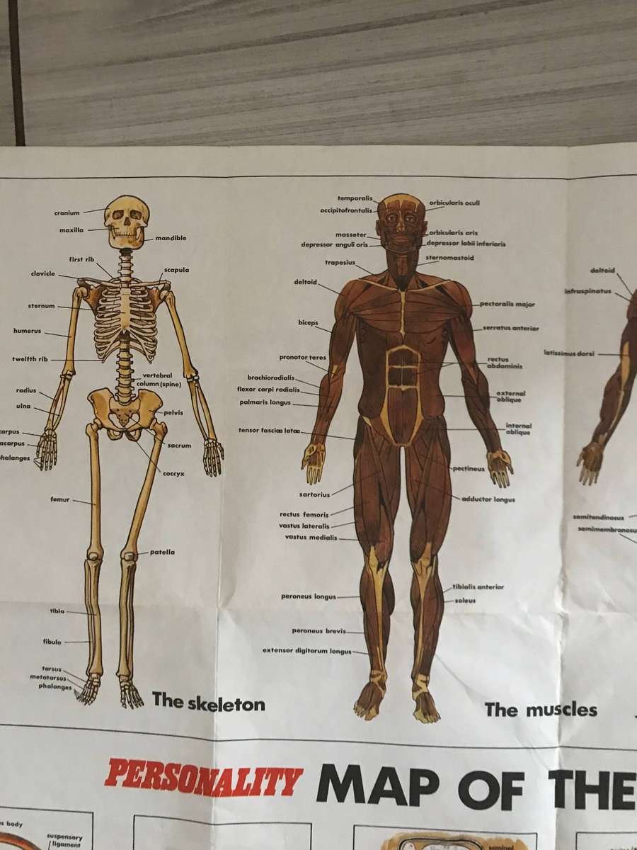 Human body system 60cm h x 91cm w poster medicine
