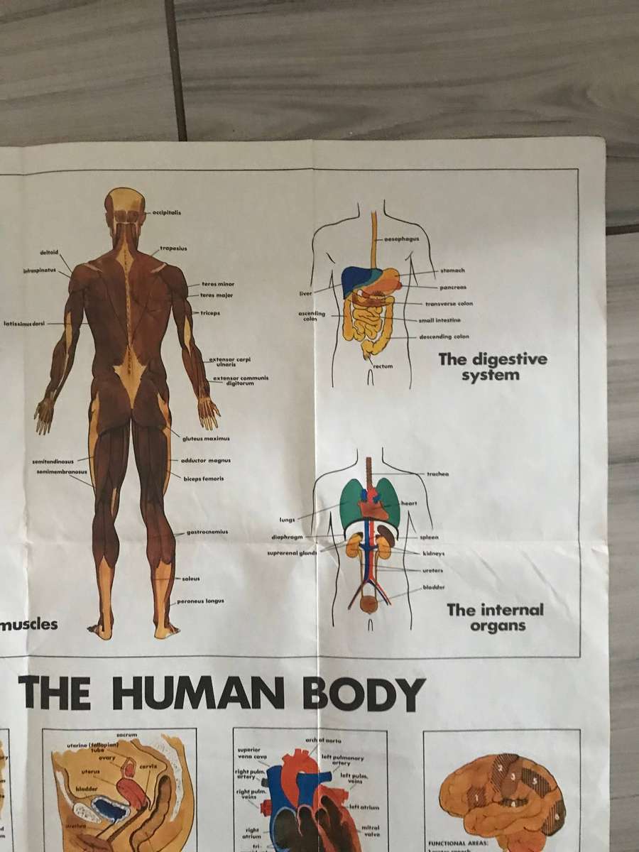 Human body system 60cm h x 91cm w poster medicine