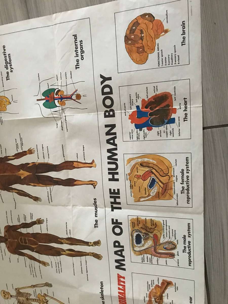 Human body system 60cm h x 91cm w poster medicine