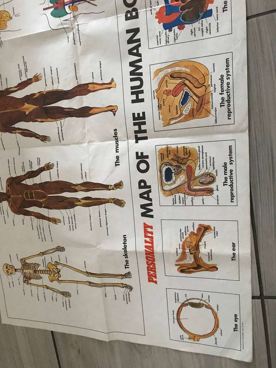 Human body system 60cm h x 91cm w poster medicine