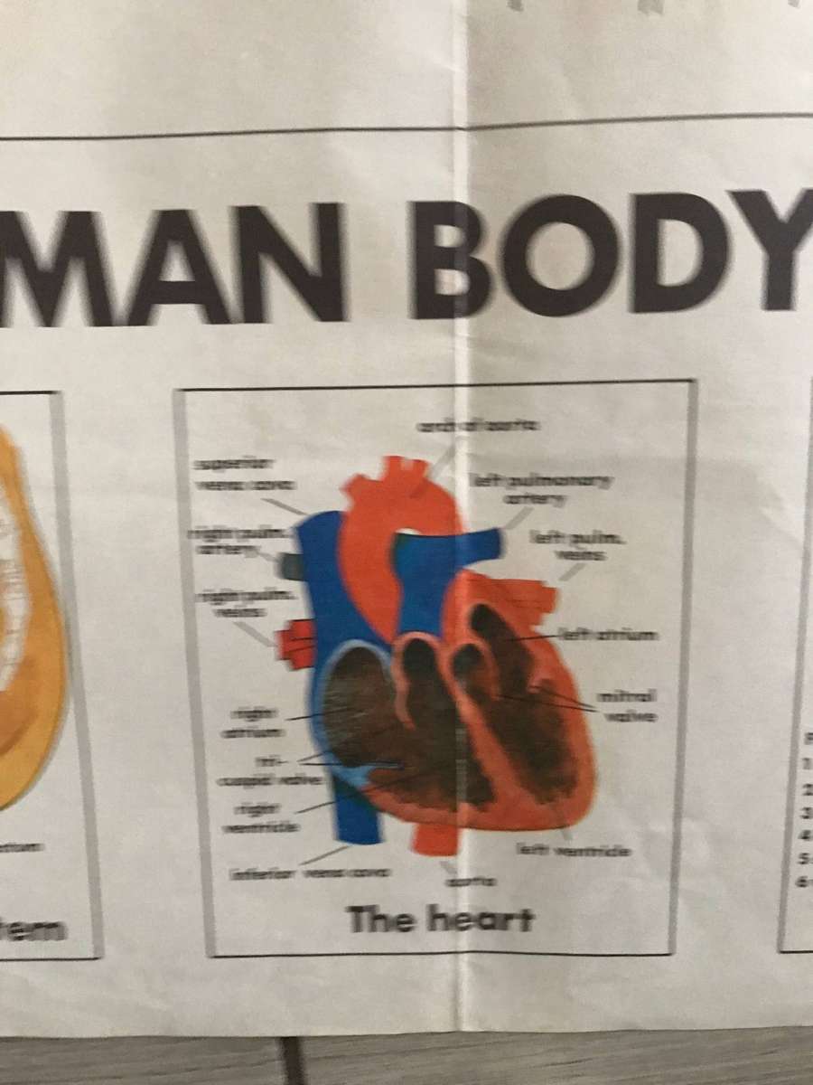 Human body system 60cm h x 91cm w poster medicine