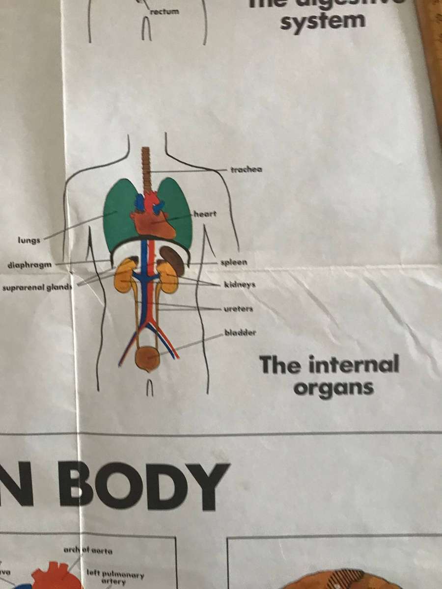 Human body system 60cm h x 91cm w poster medicine