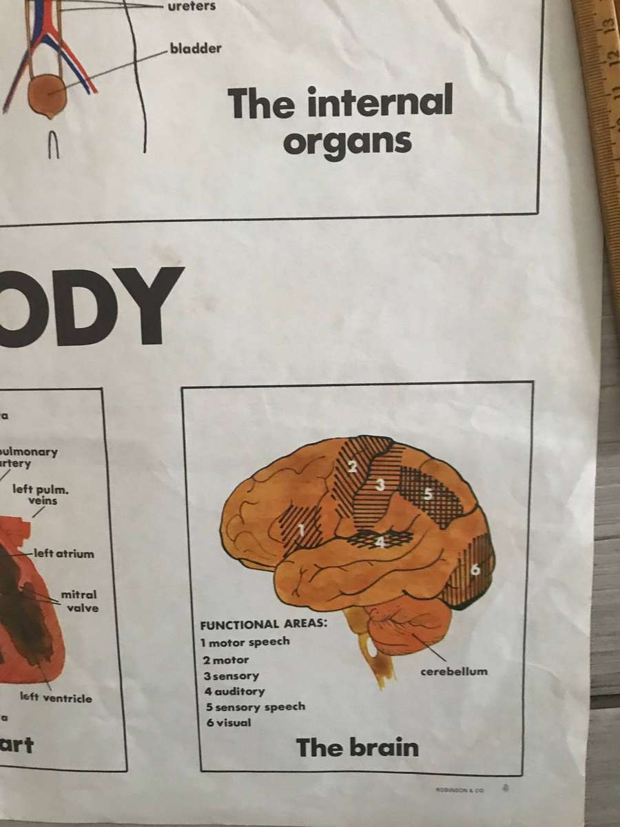 Human body system 60cm h x 91cm w poster medicine