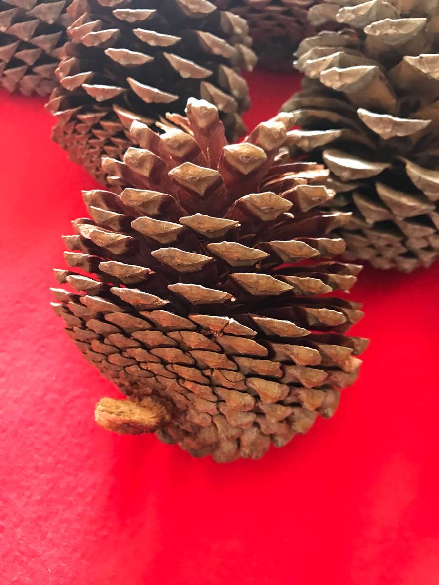 10 Pine cones