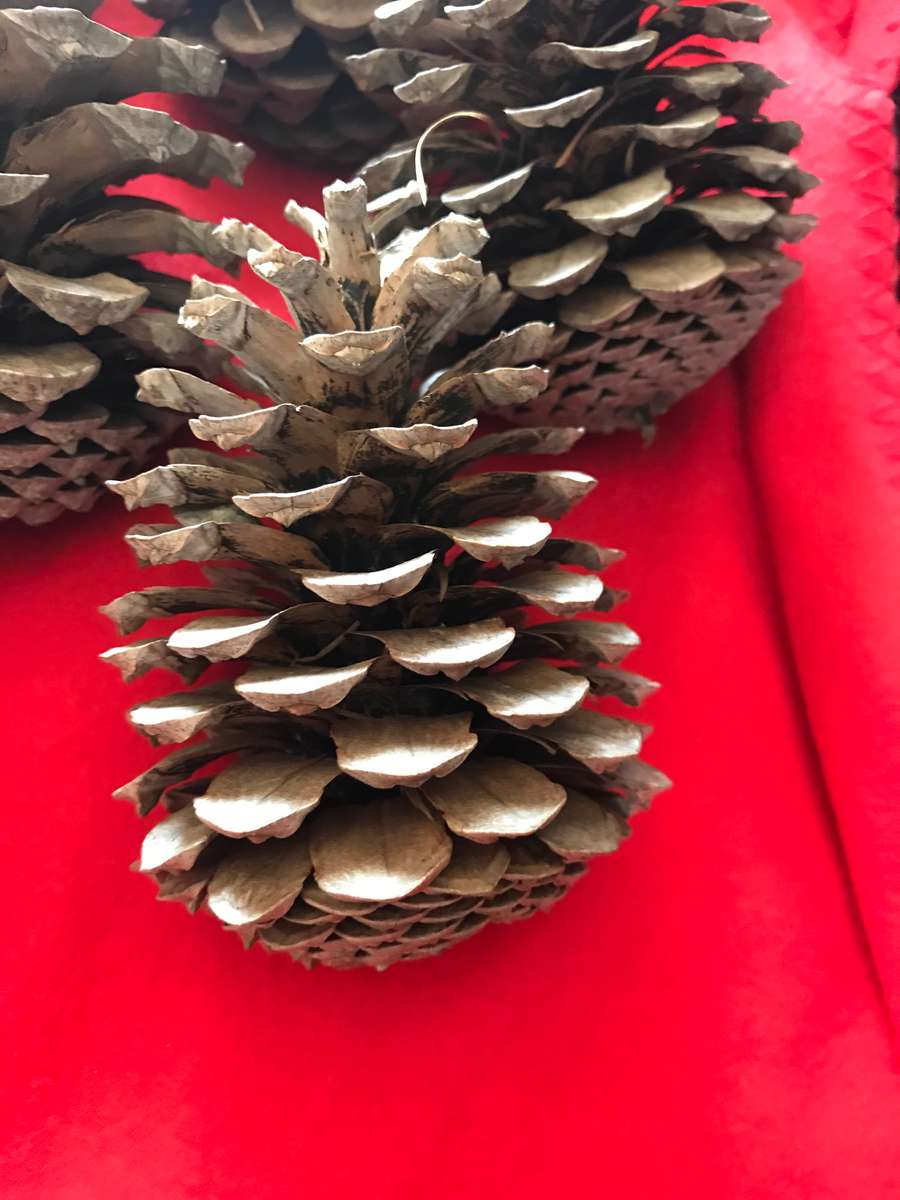10 Pine cones